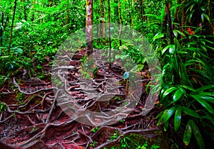 Roots and green plants in Basse Terre jungle