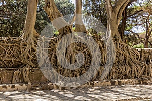 Roots growing at Fasilidas Bath in Gondar