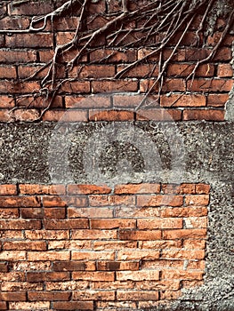 Roots growing through a historic brick wall