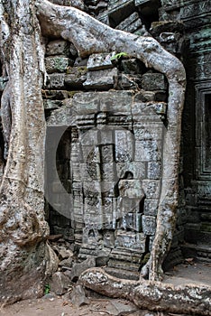 Roots growing on ruins, Ta Prohm temple, Angkor Wat