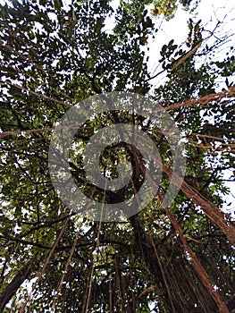 roots growing on tall trees in the wild