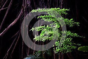 Roots on the old brick wall