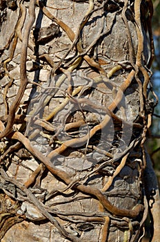 The roots have a grip on the Cycad