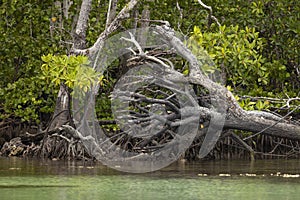 Roots of a huge uprooted mangrove tree, Indonesia