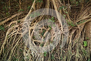 Roots of an Indian rubber tree (Ficus elastica)