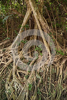 Roots of an Indian rubber tree (Ficus elastica)