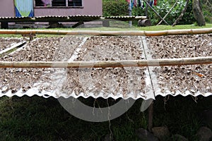 The roots of the Kava plant, from which a low-alcohol drink is prepared on the islands of the Fiji archipelago, are dried