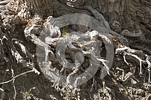 The roots of a large tree