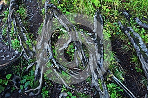 Roots of large trees with green moss. Background texture of intertwining roots and moss.