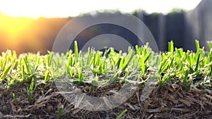 The roots of the lawn