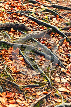 Roots and leaves