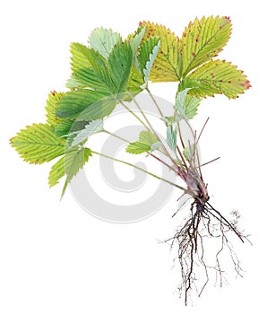 Roots and leaves of a  bush of summer  wild  strawberry  plant isolated