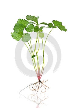 Roots and leaves of strawberry isolated on white background