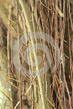 roots of a lighthead tree