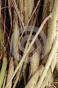 the roots of a lighthead tree in the urban forest