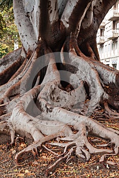 the roots of magnolia tree