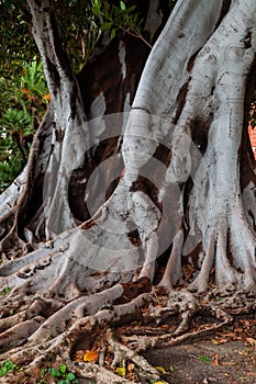 the roots of magnolia tree