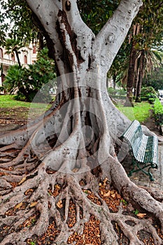 the roots of magnolia tree