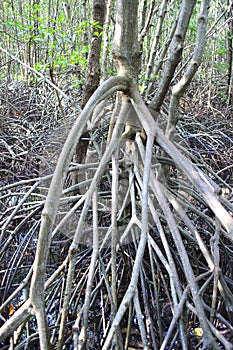 Roots of mangrove tree