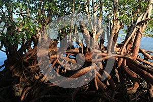 The roots of the mangrove tree make a twist like an abstract image of roots