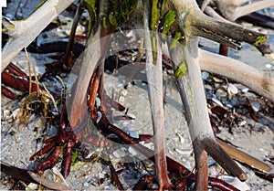 Roots of a Mangrove Tree on Tigertail Beach photo