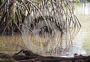 Roots of Mangrove Trees