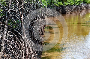 Roots of mangrove trees beside a brackish water canal