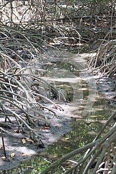 Roots of mangroves trees.