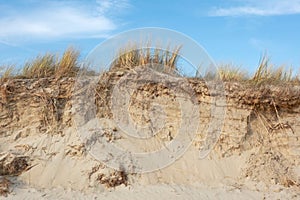 Roots of Marram grass in eroded dune