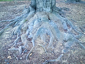 Roots and nature, origin and attraction