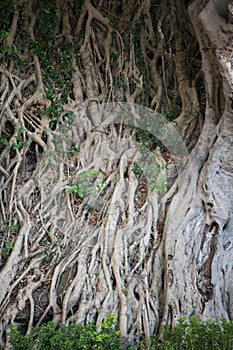Roots of old banyan tree