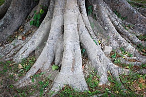 The roots of an old banyan tree, stock image