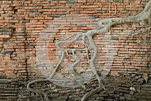 The roots of old brick wall