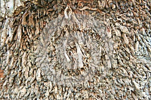 The roots of old coconut tree