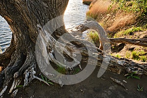 Roots old dead tree standing riverbank