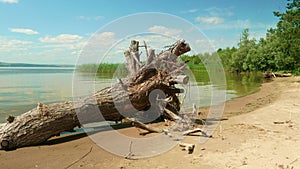 Roots of old dry tree on shore of river. View of calm water of river and blue sly