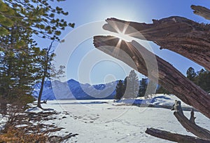 Roots of the old fallen tree on bank of the river Multa in the