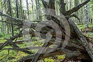 The roots of old fallen trees. Large dry tree root