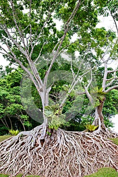 Roots of old tree, an amazing chaos.