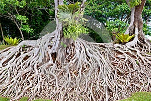 Roots of old tree, an amazing chaos. photo