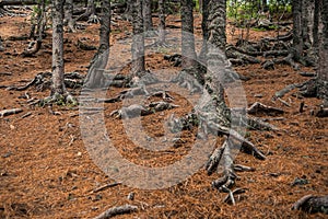 Roots of old tree in autumn forest. Ground is covered with coniferous needles