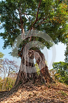 Roots of an old tree hold up an entrance to a temple that has fallen down in Cambodia