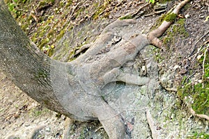 Roots of an old tree that look like a chicken foot.