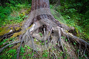 Roots of the old tree with moss in forest