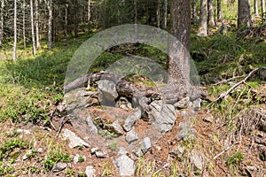 Roots of an old tree in the mountains, Austria