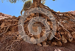 Roots of an old tree