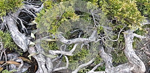 The roots of an old tree in a park. Late autumn in a forest. green moss trunk and roots over the ground.