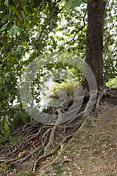 Roots of an old tree on the river bank