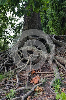 roots of an old tree on the river bank