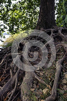 roots of an old tree on the river bank
